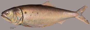 Media type: image;   Ichthyology 29858 Aspect: lateral